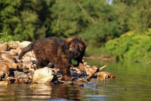 altdeutsche-shaferhunde-comme-chiens-et-loups0004