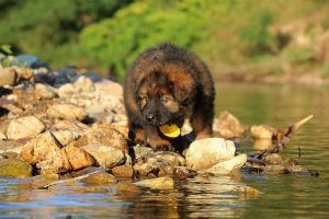 altdeutsche-shaferhunde-comme-chiens-et-loups0005