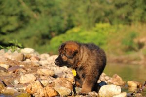 altdeutsche-shaferhunde-comme-chiens-et-loups0006