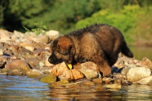 altdeutsche-shaferhunde-comme-chiens-et-loups0007