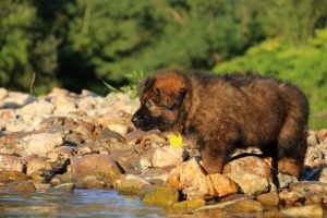 altdeutsche-shaferhunde-comme-chiens-et-loups0008