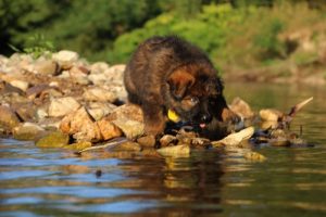 altdeutsche-shaferhunde-comme-chiens-et-loups0009