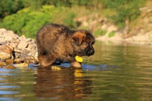 altdeutsche-shaferhunde-comme-chiens-et-loups0010