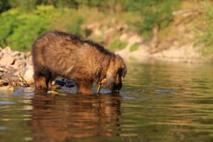 altdeutsche-shaferhunde-comme-chiens-et-loups0011