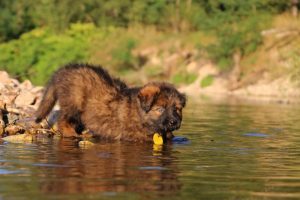 altdeutsche-shaferhunde-comme-chiens-et-loups0012