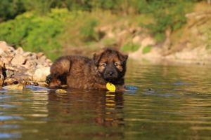 altdeutsche-shaferhunde-comme-chiens-et-loups0013