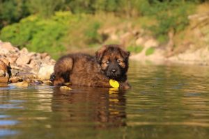 altdeutsche-shaferhunde-comme-chiens-et-loups0014