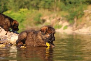 altdeutsche-shaferhunde-comme-chiens-et-loups0015