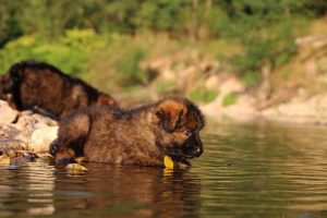 altdeutsche-shaferhunde-comme-chiens-et-loups0016