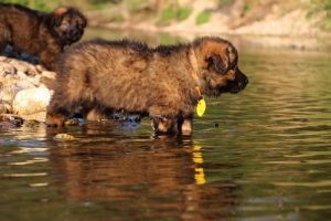 altdeutsche-shaferhunde-comme-chiens-et-loups0017