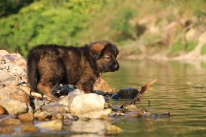 altdeutsche-shaferhunde-comme-chiens-et-loups0018