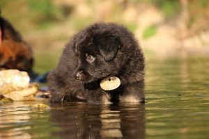 altdeutsche-shaferhunde-comme-chiens-et-loups0020