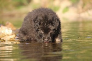 altdeutsche-shaferhunde-comme-chiens-et-loups0021