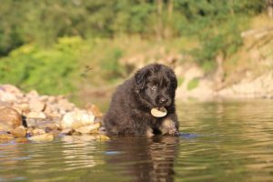 altdeutsche-shaferhunde-comme-chiens-et-loups0023