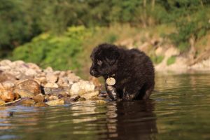 altdeutsche-shaferhunde-comme-chiens-et-loups0025