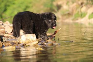 altdeutsche-shaferhunde-comme-chiens-et-loups0026