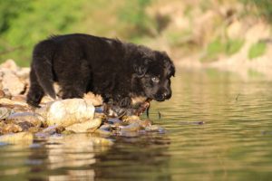 altdeutsche-shaferhunde-comme-chiens-et-loups0027