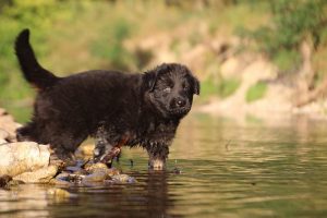 altdeutsche-shaferhunde-comme-chiens-et-loups0028