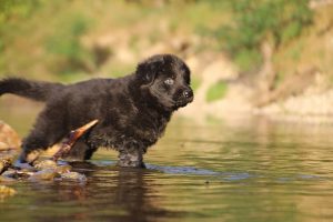 altdeutsche-shaferhunde-comme-chiens-et-loups0029