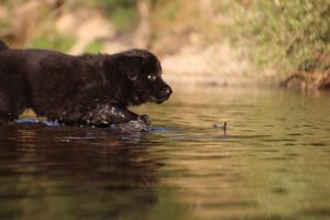 altdeutsche-shaferhunde-comme-chiens-et-loups0030