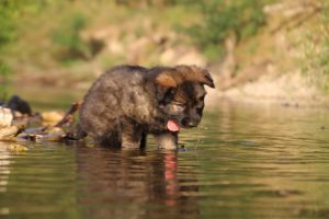 altdeutsche-shaferhunde-comme-chiens-et-loups0031