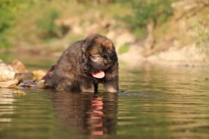 altdeutsche-shaferhunde-comme-chiens-et-loups0032