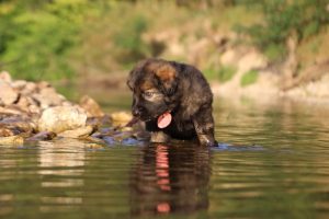 altdeutsche-shaferhunde-comme-chiens-et-loups0033