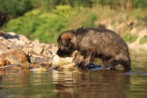 altdeutsche-shaferhunde-comme-chiens-et-loups0034