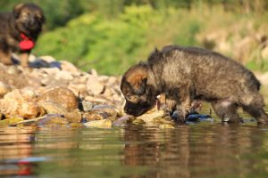 altdeutsche-shaferhunde-comme-chiens-et-loups0035