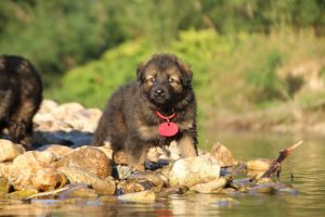 altdeutsche-shaferhunde-comme-chiens-et-loups0037