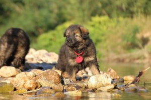 altdeutsche-shaferhunde-comme-chiens-et-loups0038