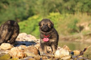 altdeutsche-shaferhunde-comme-chiens-et-loups0039