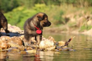 altdeutsche-shaferhunde-comme-chiens-et-loups0040