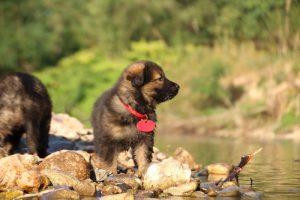 altdeutsche-shaferhunde-comme-chiens-et-loups0041