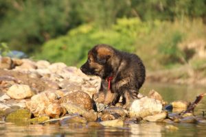 altdeutsche-shaferhunde-comme-chiens-et-loups0042