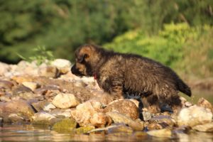 altdeutsche-shaferhunde-comme-chiens-et-loups0043