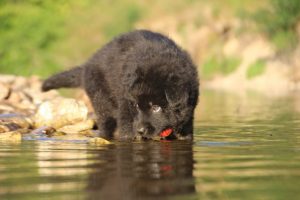 altdeutsche-shaferhunde-comme-chiens-et-loups0044