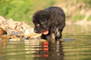 altdeutsche-shaferhunde-comme-chiens-et-loups0045