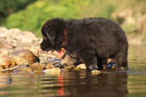 altdeutsche-shaferhunde-comme-chiens-et-loups0046