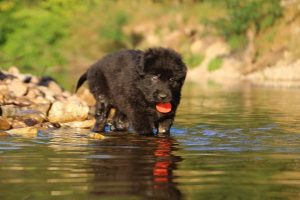 altdeutsche-shaferhunde-comme-chiens-et-loups0047