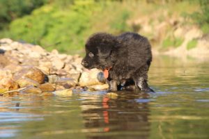 altdeutsche-shaferhunde-comme-chiens-et-loups0048