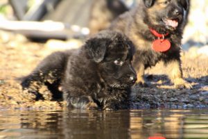 altdeutsche-shaferhunde-comme-chiens-et-loups0050