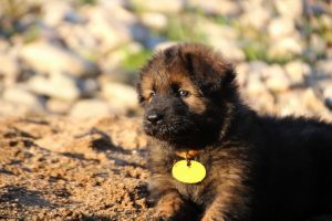 altdeutsche-shaferhunde-comme-chiens-et-loups0053