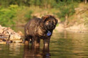 altdeutsche-shaferhunde-comme-chiens-et-loups0054