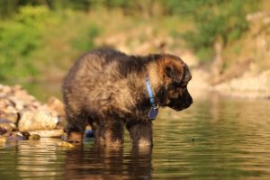 altdeutsche-shaferhunde-comme-chiens-et-loups0055