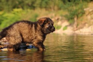 altdeutsche-shaferhunde-comme-chiens-et-loups0056