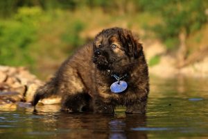 altdeutsche-shaferhunde-comme-chiens-et-loups0059