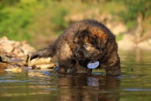 altdeutsche-shaferhunde-comme-chiens-et-loups0060