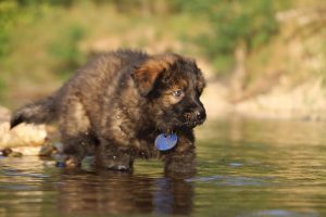 altdeutsche-shaferhunde-comme-chiens-et-loups0061