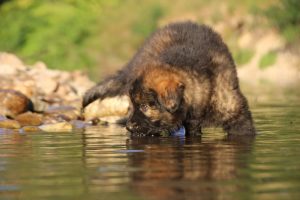 altdeutsche-shaferhunde-comme-chiens-et-loups0062